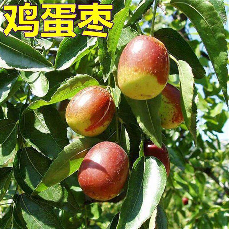 【鸡蛋枣树苗】沾化冬枣树苗特大