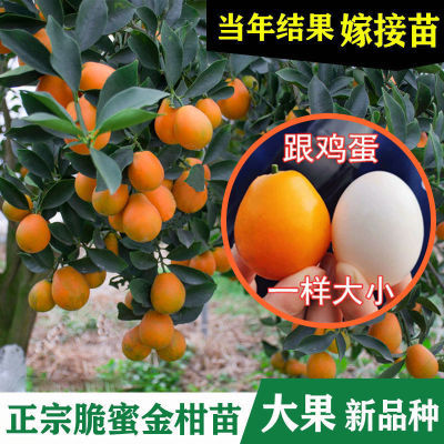 特大脆蜜金桔苗广西第三代金桔脆皮树苗融安嫁接橘子四季常青盆栽