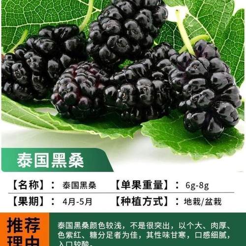 【泰国黑桑椹苗】桑椹果树桑果苗当年结果养蚕桑椹树苗南北方种植