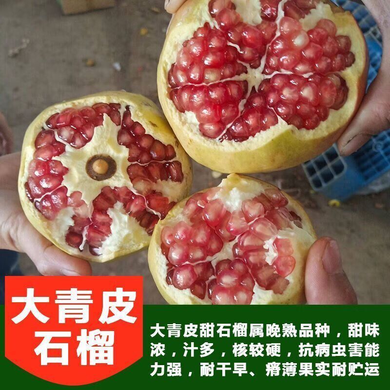 大青皮石榴树软籽黑无籽红石榴树苗甜石榴苗南北方种植庭院果树