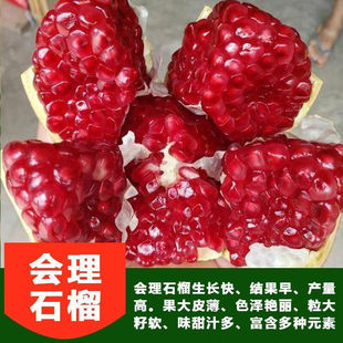 会理石榴树苗软籽黑无籽红石榴树苗甜石榴苗南北方种植庭院果树
