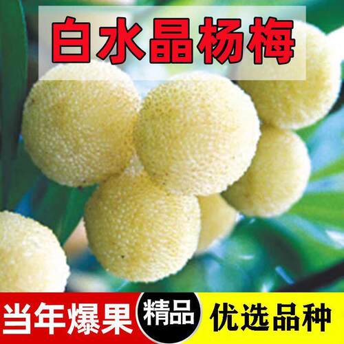 白水晶杨梅苗嫁接黑炭杨梅东魁杨梅树苖大果杨梅种植盆栽当年结