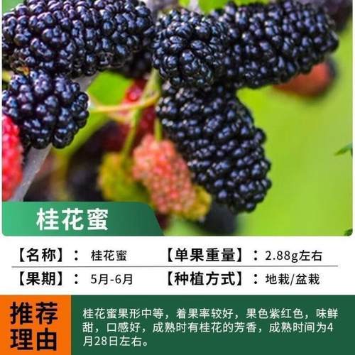 【桂花蜜桑椹苗】桑椹果树桑果苗当年结果养蚕桑椹树苗南北方种
