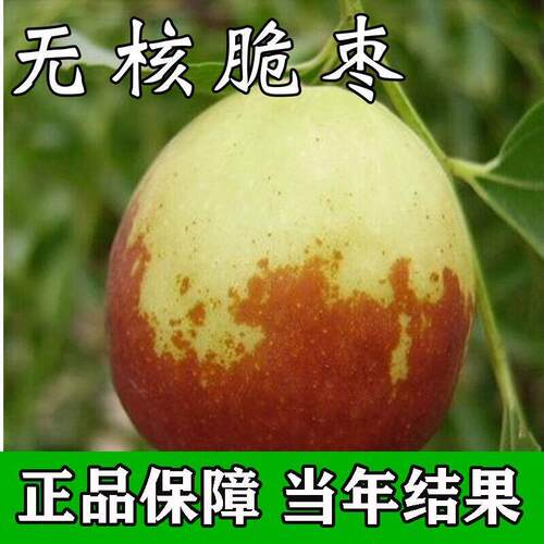[无核脆枣树苗]沾化冬枣树苗特大枣苗冰糖枣果树苗耐寒南北方种植