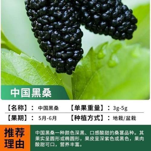 【中国黑桑椹苗】桑椹果树桑果苗当年结果养蚕桑椹树苗南北方种