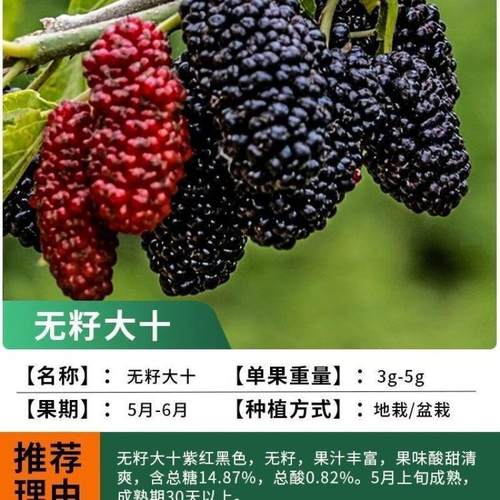[无籽大十桑椹苗]桑椹果树桑果苗当年结果养蚕桑椹树苗南北方种