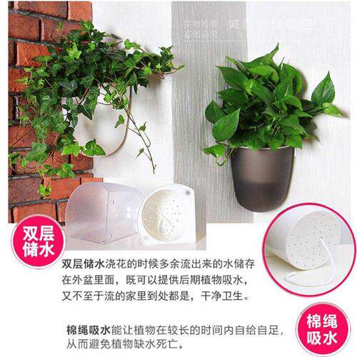 壁挂花盆壁挂式水培挂在墙壁上的花盆养无孔适合放卫生间的绿植