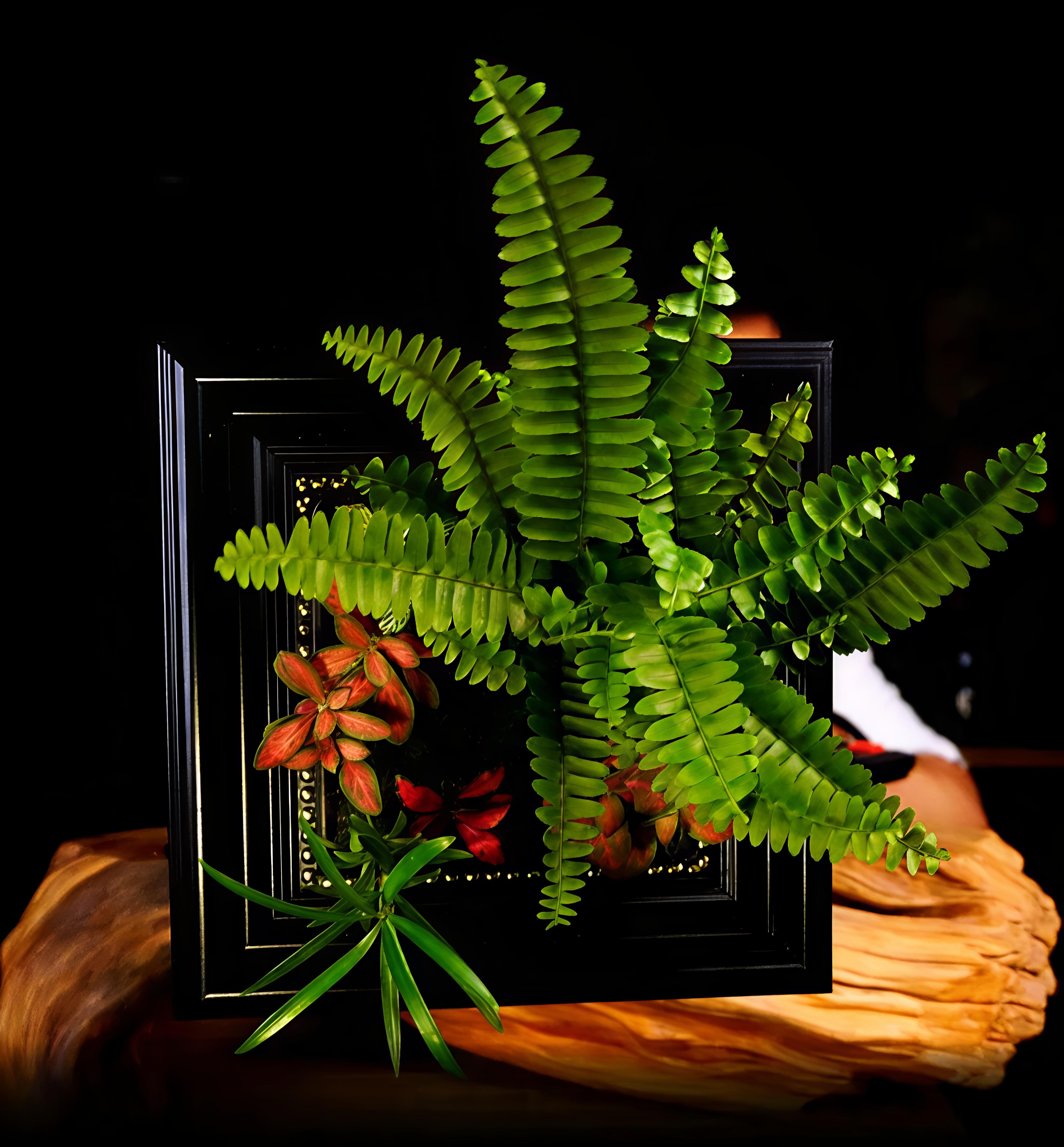 把植物放进相框里绿植DIY摆件盆栽造景相框种 植花卉高级桌面摆件