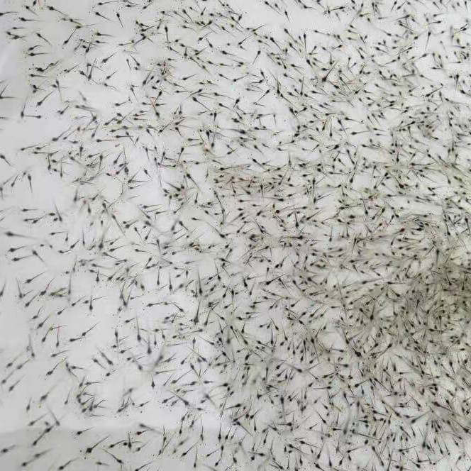 罗氏沼虾苗 南美白对虾幼苗 虾苗淡水虾苗好养耐活 虾苗养殖