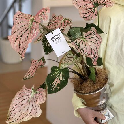 粉色和声彩叶芋网红竹芋白色x恋人草莓之心彩叶芋室内好养阳台植