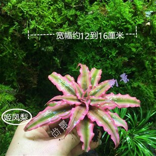姬凤梨空气凤梨五彩积水凤梨懒人植E物雨林缸生态水陆缸造景植物