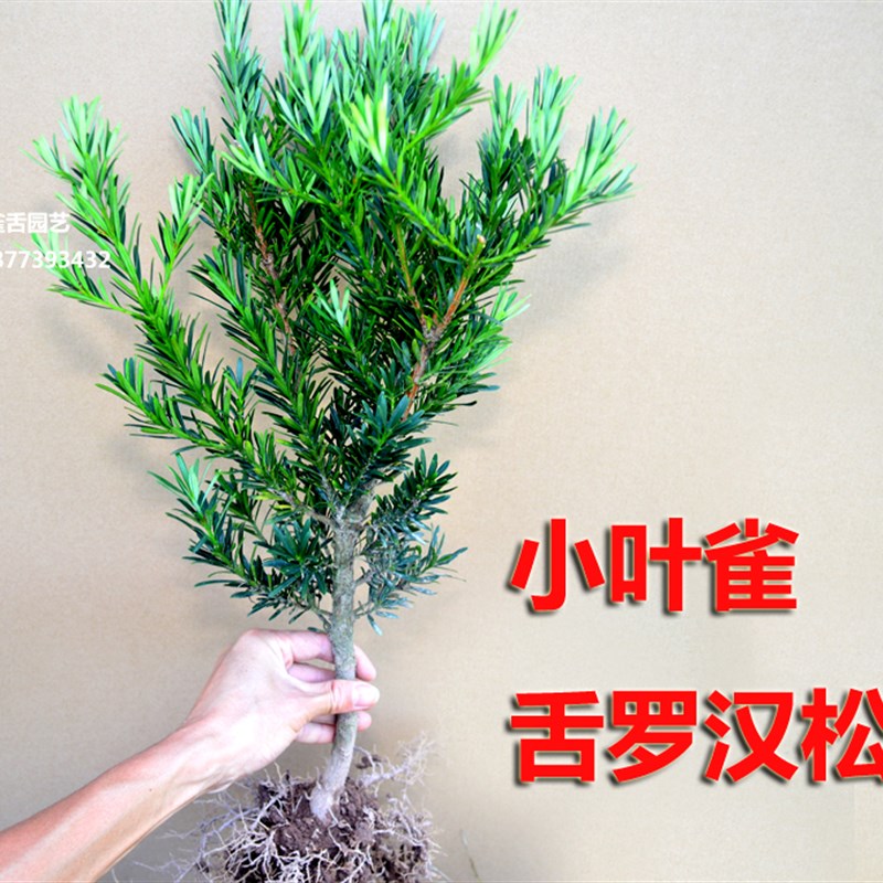 小叶雀舌罗汉松 罗l汉松盆景素材 树桩绿植绿化树苗罗汉松造型树