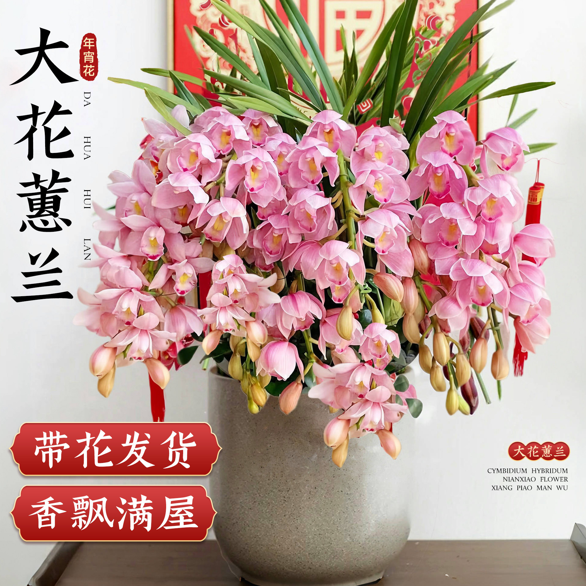 精品年宵花大花蕙兰盆栽花卉高端送礼粉色室内阳台云南带花发货,鲜花速递/花卉仿真/绿植园艺,时令草本花卉,淘宝优惠券,粉丝福利购,淘宝优惠卷