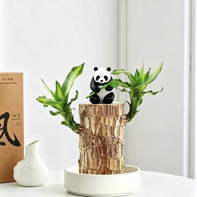 水养巴西木幸运木熊猫创意摆件盆栽室内办公室桌面好养清新绿植
