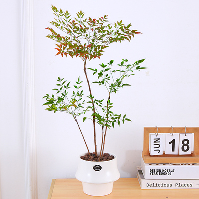 南天竹盆栽客厅耐寒老桩树苗火焰红室内绿植吊钟马醉木好养竹子