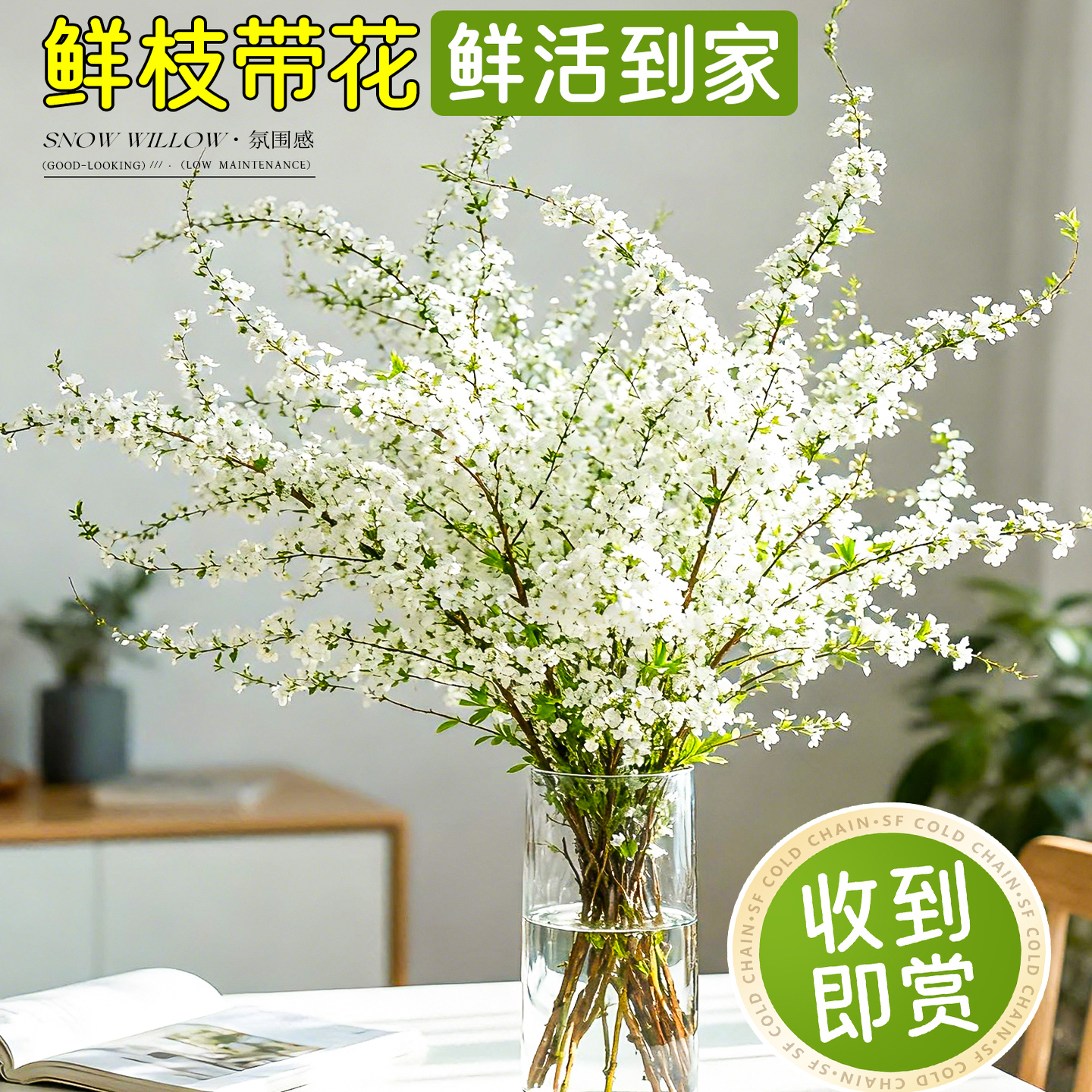 带花雪柳枝鲜花水养花材云南发货白色小花朵家居装饰植物龙柳鲜枝
