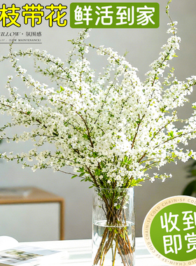 带花雪柳枝鲜花水养花材云南发货白色小花朵家居装饰植物龙柳鲜枝