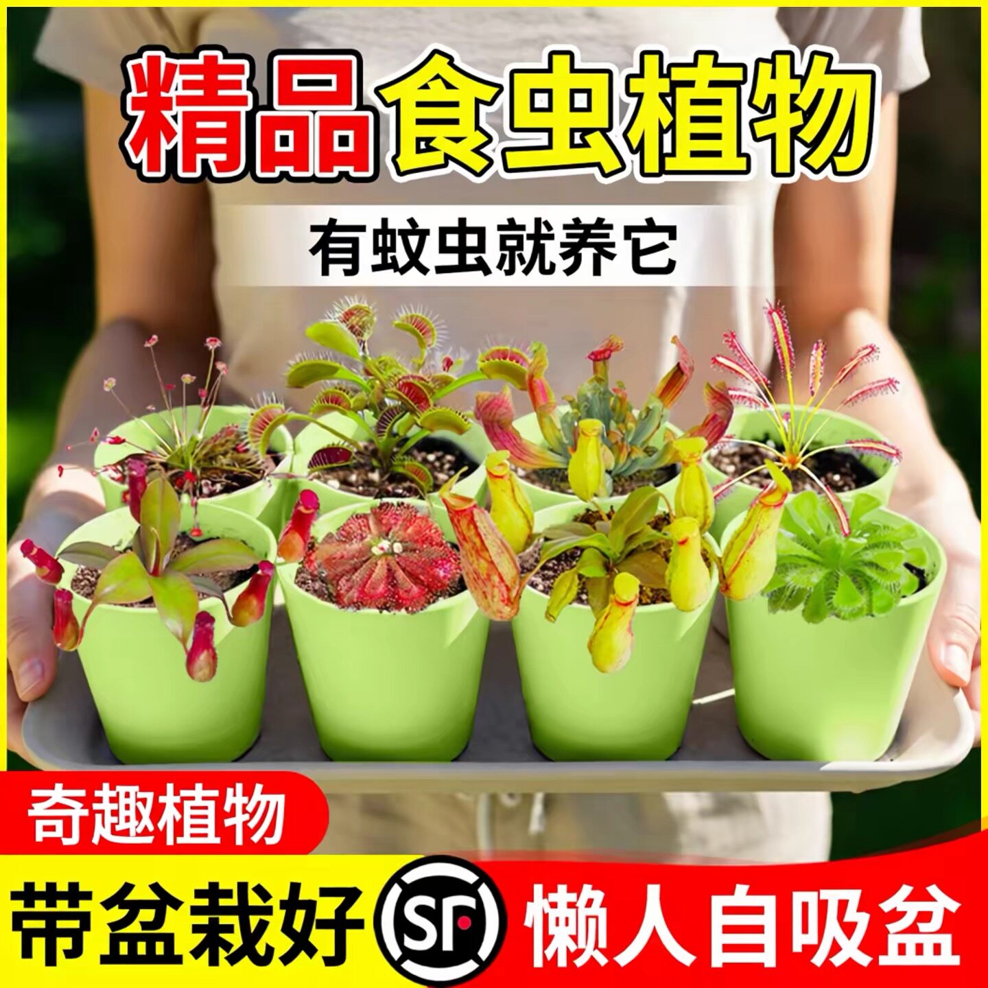 捕蝇草盆栽食虫植物猪笼草驱蚊绿植夏季趣味吃蚊子小盆栽