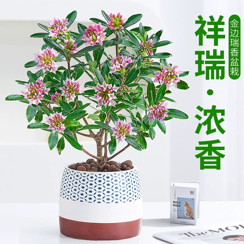 金边瑞香盆栽浓香型带花苞室内客厅阳台年宵花大苗四季花卉植物