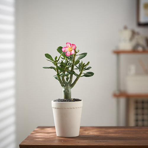 婉芳沙漠玫瑰耐旱阳台造型美丽