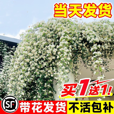 婉芳木香花爬藤花卉庭院春季