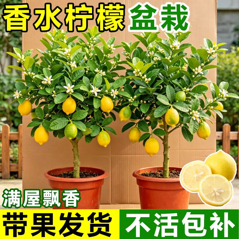 带果香水柠檬树盆栽果树苗柠檬树苗室内客厅植物四季可食用柠檬苗