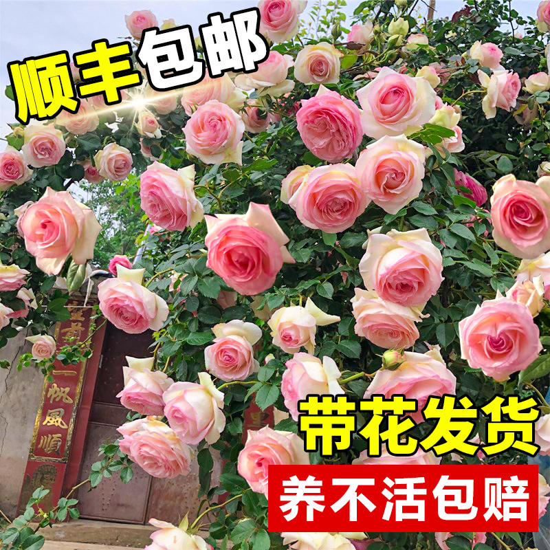 粉龙藤本月季花苗蒂娜浓香庭院植物阳花卉盆栽玫瑰爬藤蔷薇四季开-封面