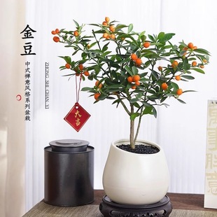 金豆盆景老桩桌面盆栽绿植年宵花金桔树带果开花植物室内阳台好养