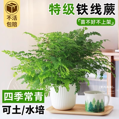 铁线蕨盆栽耐阴大型霸王蕨