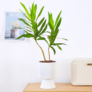 金心百合竹艺术造型室内桌面真绿植观叶盆栽客厅阳台基地四季好养