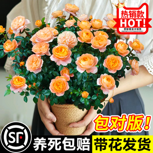 婉芳果汁阳台月季花苗盆栽耐寒基地灌木植物蔷薇红玫瑰大苗花卉