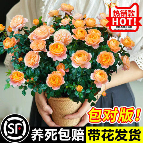 婉芳月季带花发货，基地直发