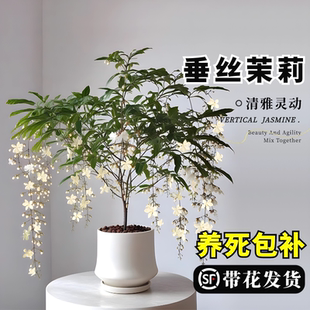 垂丝茉莉盆栽带花苞老桩风车茉莉花苗泰国阳台花卉绿植物高级轻奢