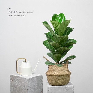 大叶琴叶榕盆栽 植物客厅观叶办公室喜阳绿植好养活北欧四季常青