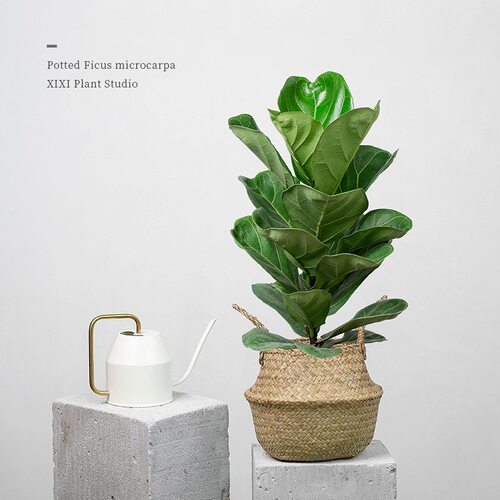 琴叶榕盆栽客厅四季常青基地直发