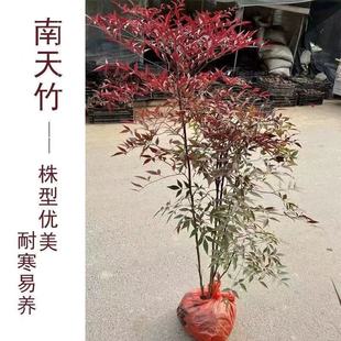 老桩南天竹盆栽树苗室内外种植庭院耐寒易养林型优美红叶观赏植物