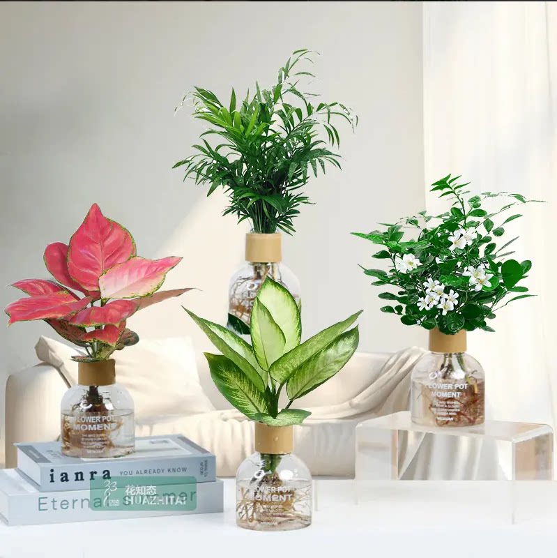 水培植物办公室桌面绿植摆件室内发财树春羽水养小盆栽净化空气花