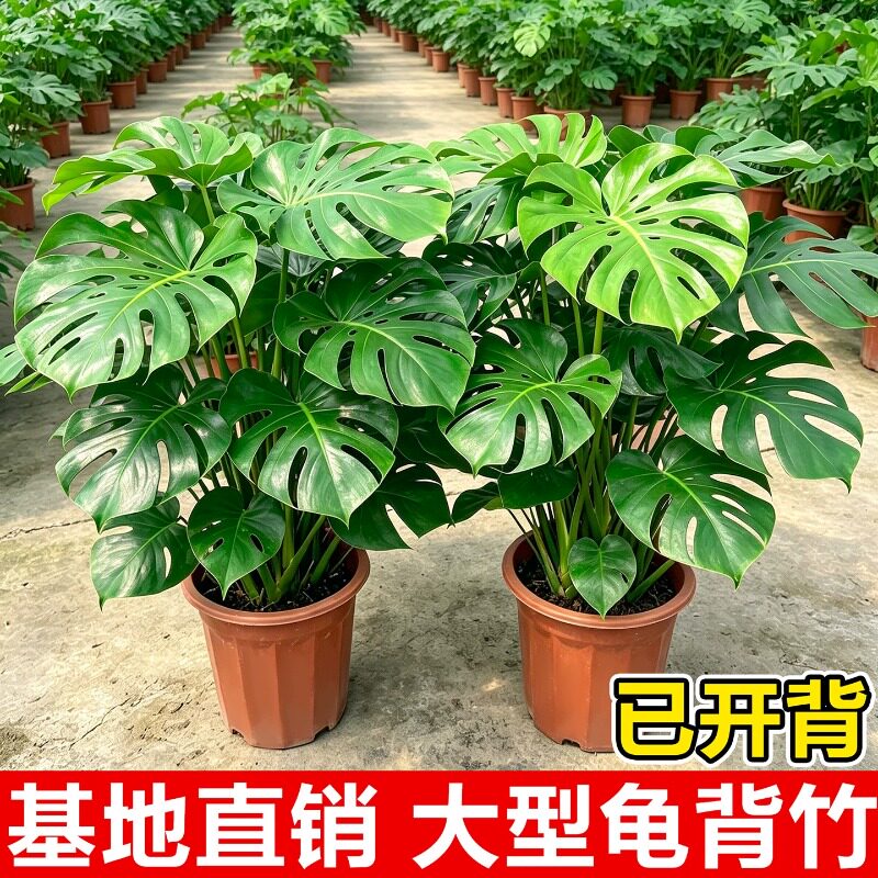 龟背竹大盆栽室内大叶开背网红高级大型绿植办公室净化空气好养活图片
