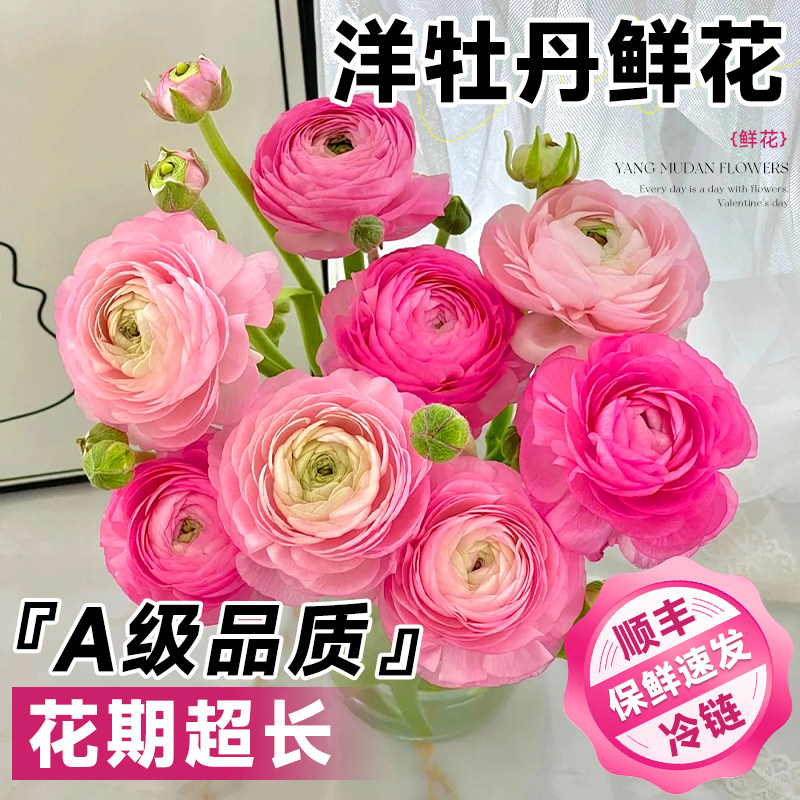 水培洋牡丹鲜花云南基地直发玫瑰大花百合芍药家用插花情人节花束