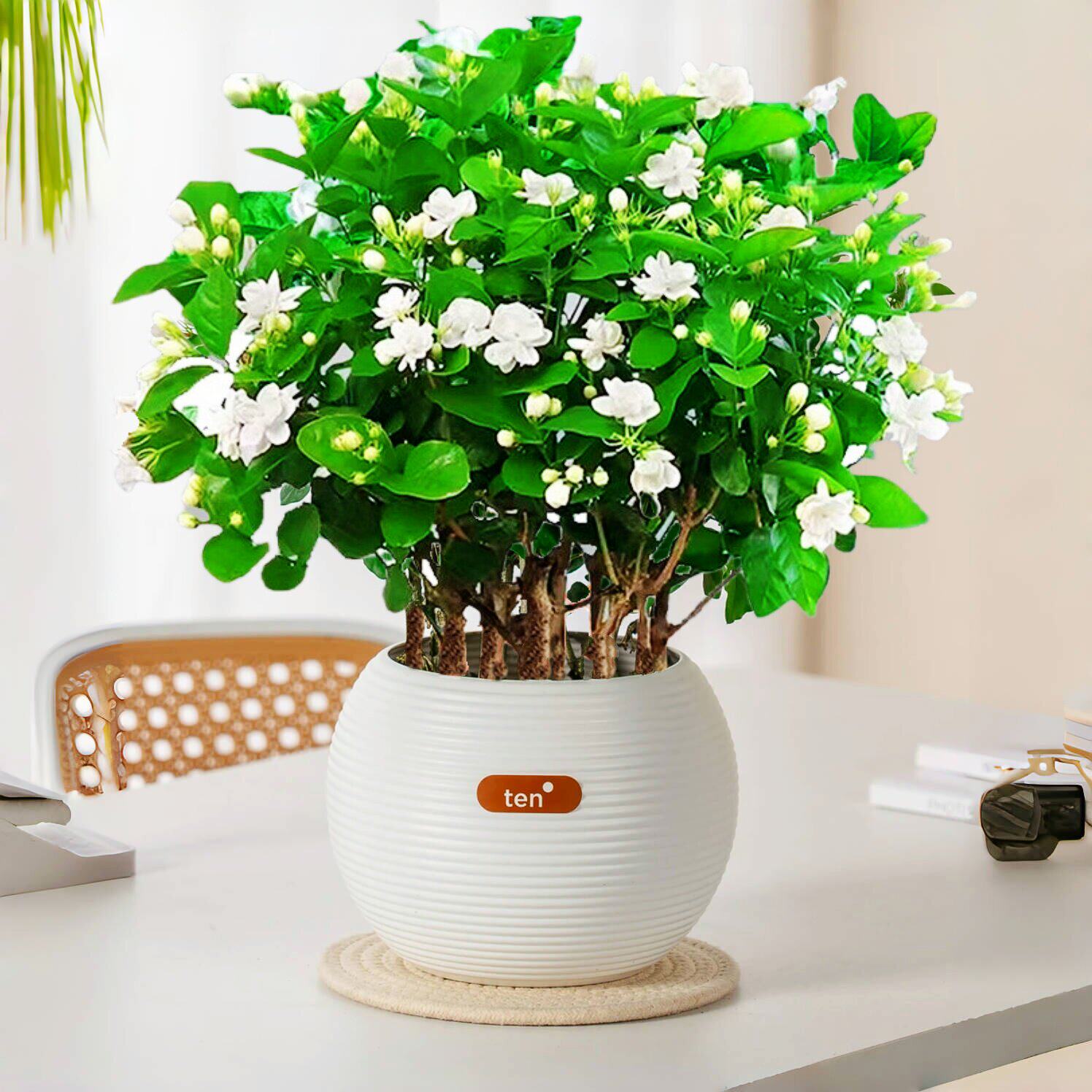 精品茉莉花盆栽树苗九里香飘香老茉莉花