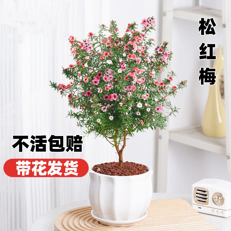 婉芳松红梅木本花卉阳台秋冬图片