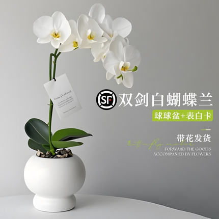 带花蝴蝶兰盆栽带花苞兰花大苗送礼轻奢高级感室内桌面绿植花卉