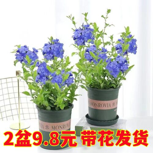 婉芳蓝雪花木本植物阳台春夏