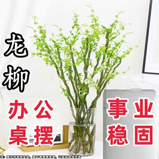 龙柳鲜枝水培植物绿植好养易活客厅室内办公室桌摆绿萝富贵竹懒人