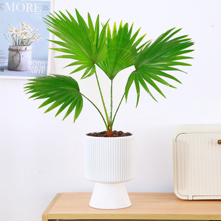 大扇叶蒲葵盆栽四季水培植物室内好养办公室棕榈科观叶绿植好养活
