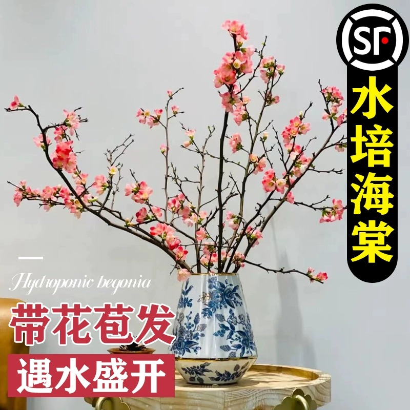 婉芳海棠花苗盆栽带花苞