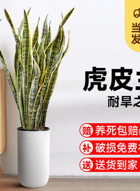 婉芳虎皮兰耐阴好养净化空气