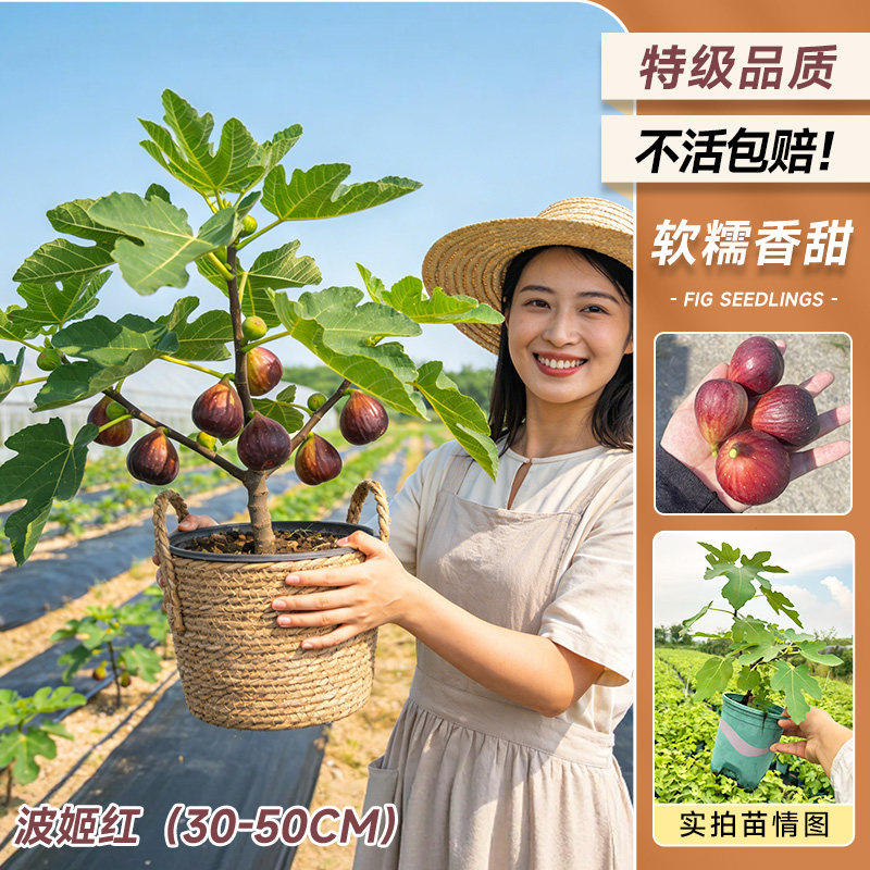 无花果树果苗特大果波姬红嫁接矮化南北种植庭院阳台盆栽当年结果