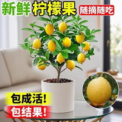 香水大型柠檬树盆栽带果可食用绿植物老桩客厅好养四季花阳台种植