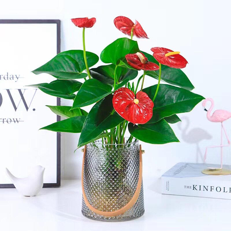 水培植物红掌粉掌白掌盆栽一帆风顺花卉植物室内好养绿植鸿运当头